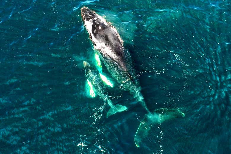 Mother and calf swimming together