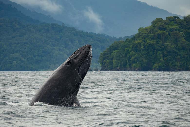 Humpback whale in the waters of Bahía Solano