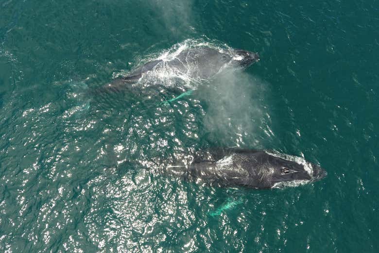 Avistamiento De Ballenas En Bahía Solano - Civitatis.com