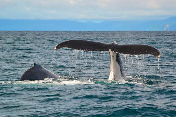 Marine Research Tour in Bahía Solano