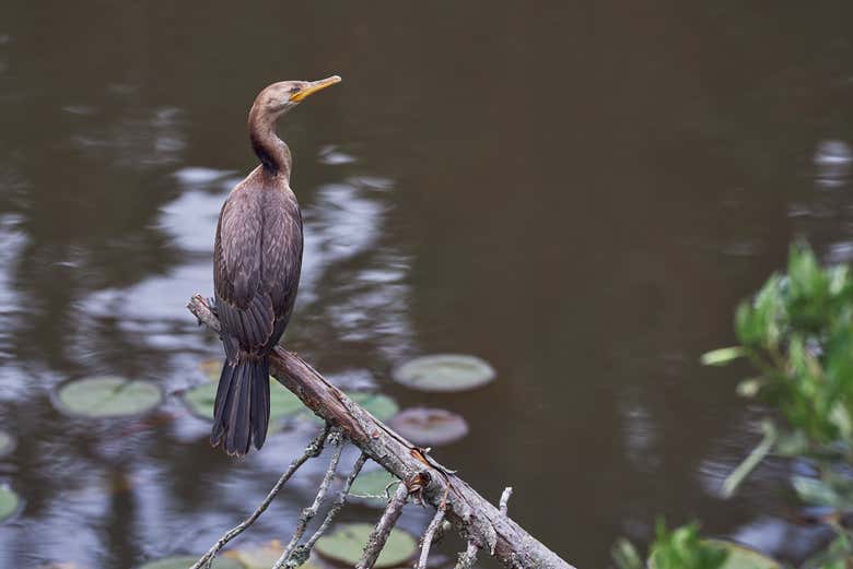 Cormorant