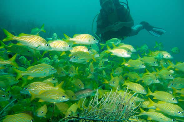 Scuba Diving in Baru