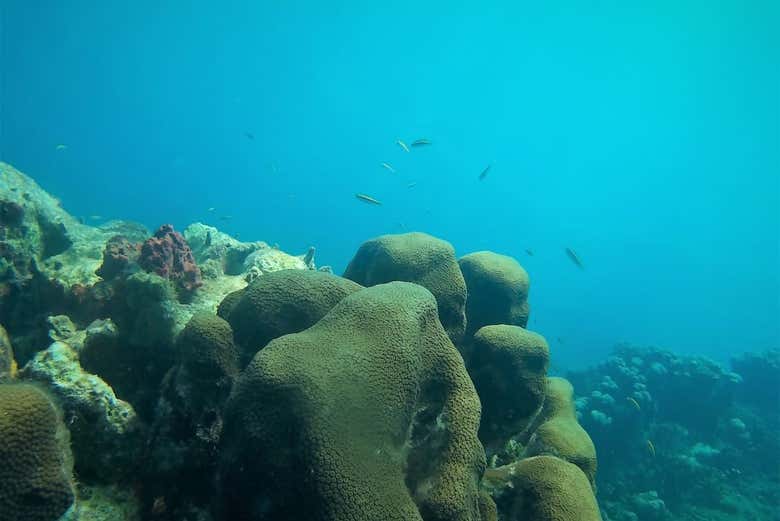 Reefs in Baru