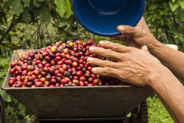 Recolección de café colombiano