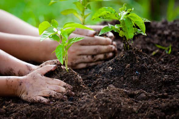 Hiking & Tree Planting