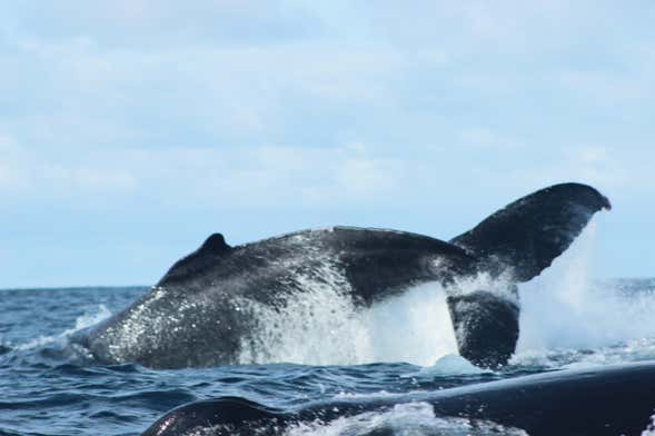 Avistamiento de ballenas en Bahía Málaga