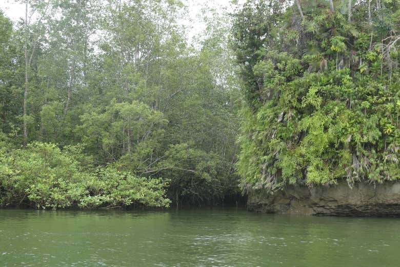 Os estuários e manguezais de Bahía Málaga