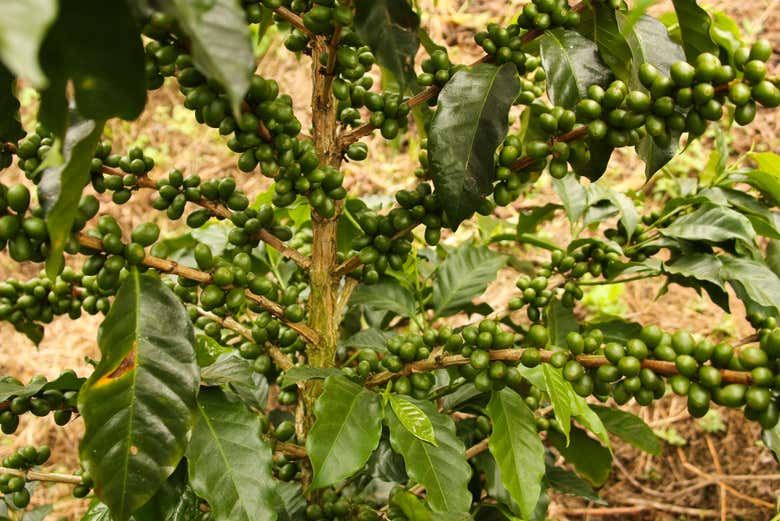 Plantación de café en el Quindío