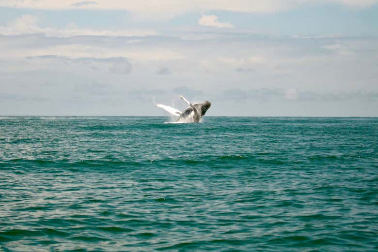 A humpback whale playing