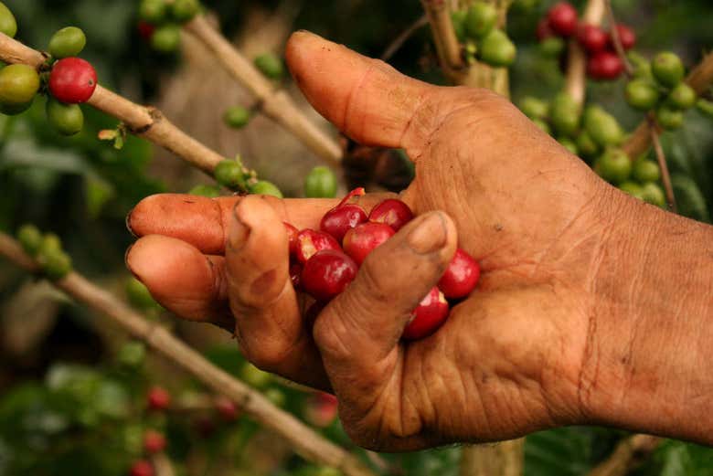 Granos de café