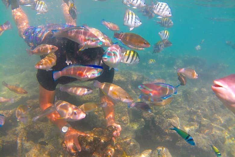 Haciendo snorkel en la península de Barú 