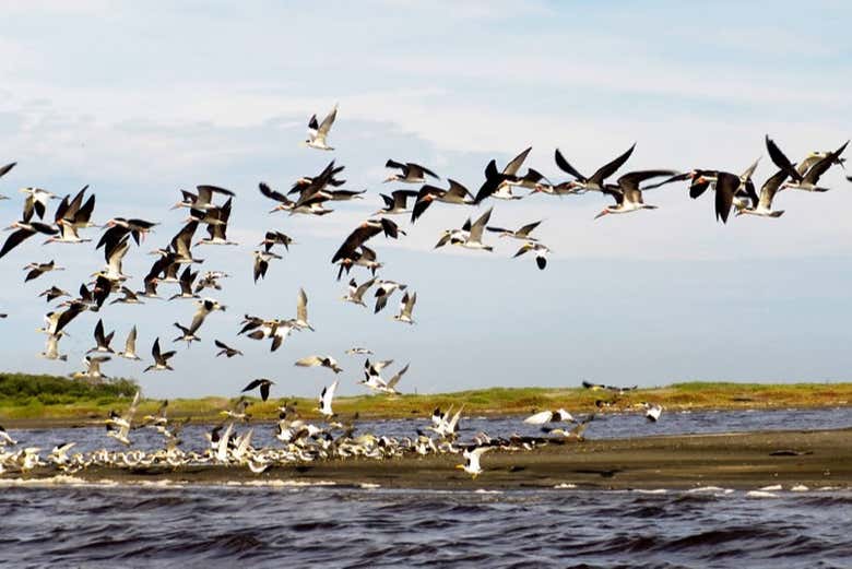 Flock of birds