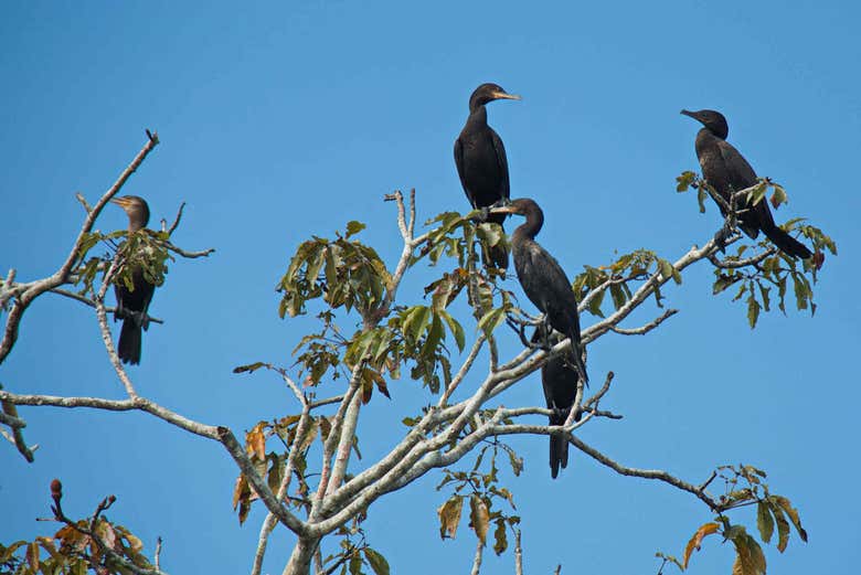 Cormoranes