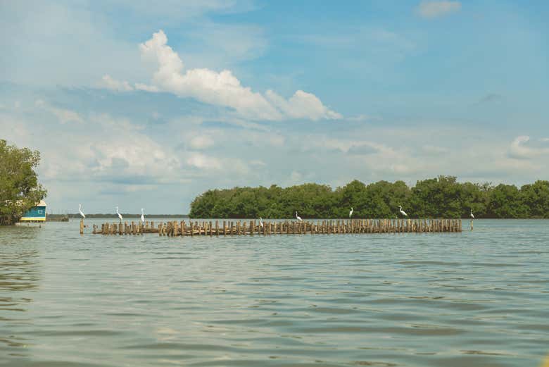 Explorando la Ciénaga Grande de Santa Marta