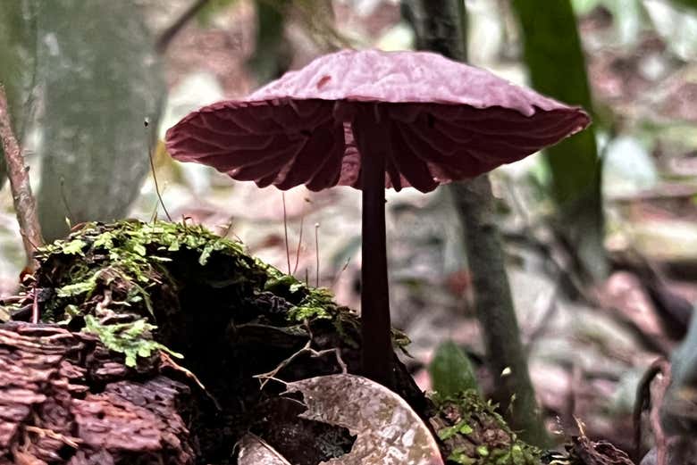 Mushroom species in Barbas Bremen