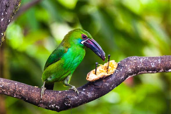 Guaduas Bird Watching Tour