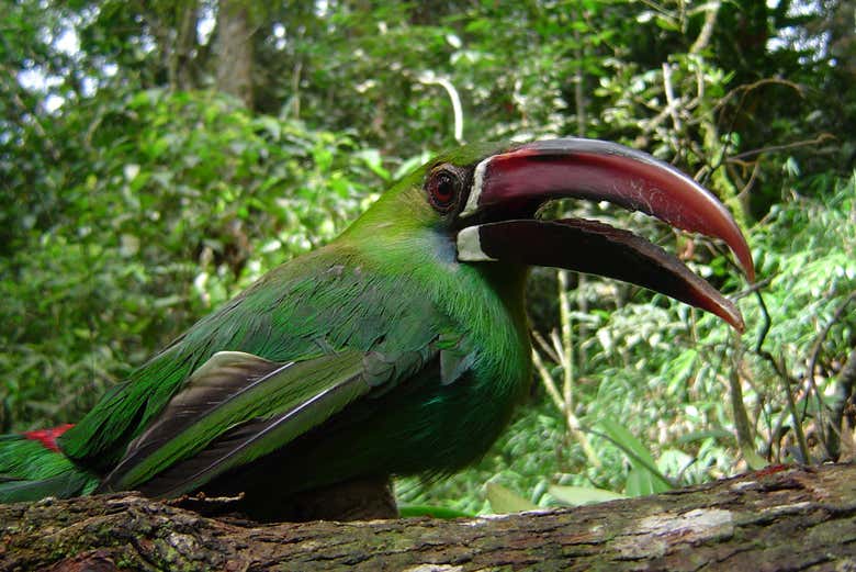 A red-rumped toucanet