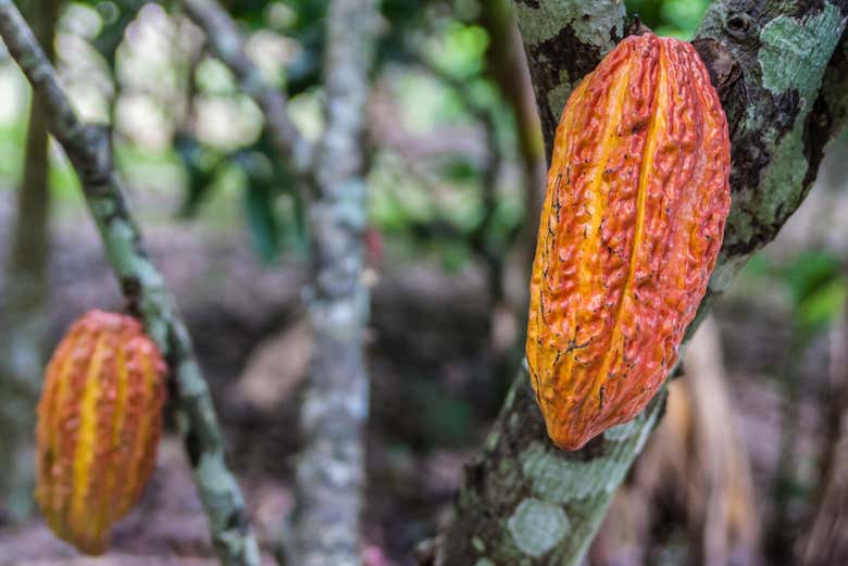 Cocoa fruit