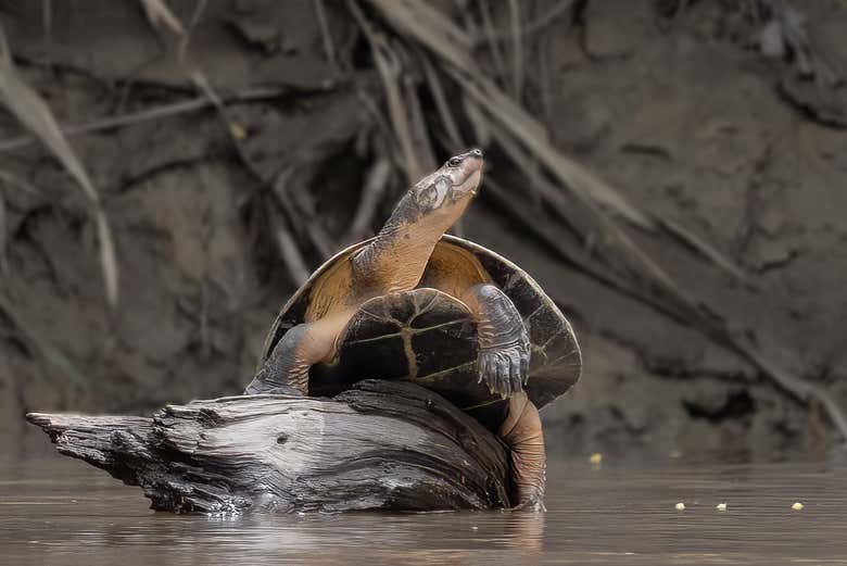 Una simpática tortuga en el río Magdalena