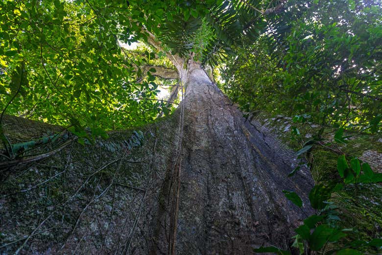 La Ceiba, el árbol más alto del Amazonas