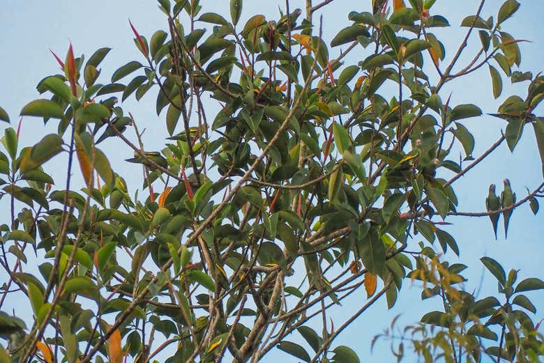 Observation des oiseaux du parc Santander à Leticia