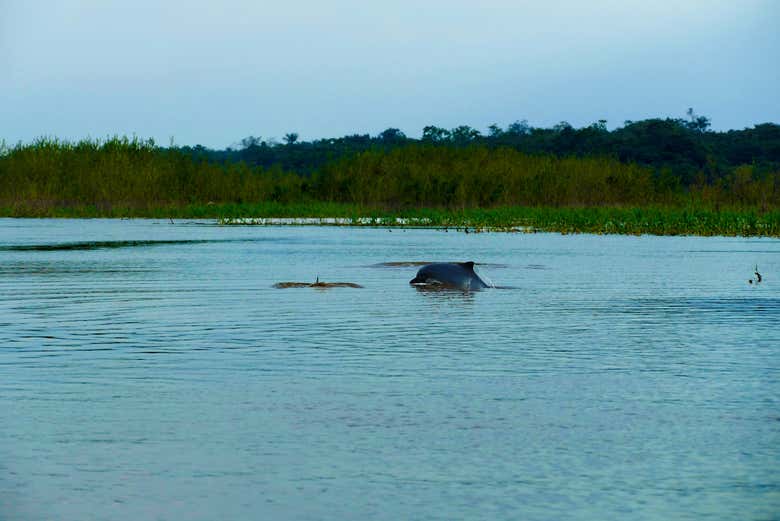 Disfrutando del Amazonas