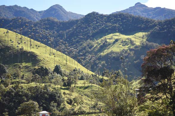 Excursión privada al valle de Cocora, Salento y Filandia