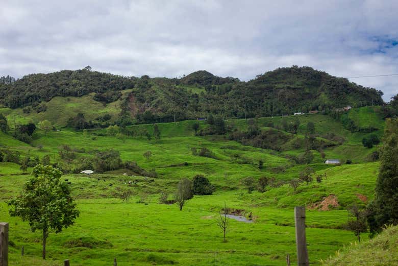 Campos de café de Quindío