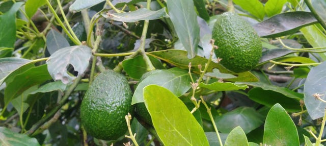 Manizales Avocado Tour - Book Online at Civitatis.com