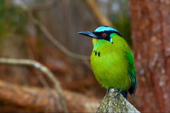 Avistamiento de aves en Altavista