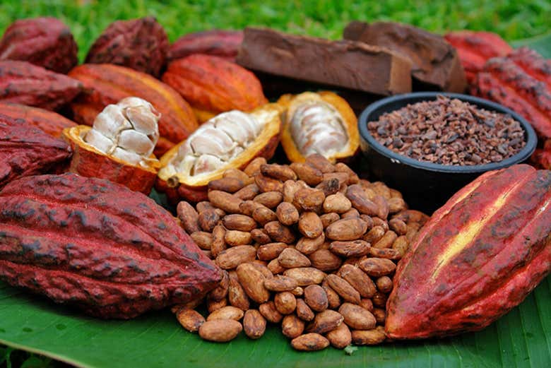 Diferentes estados del cacao