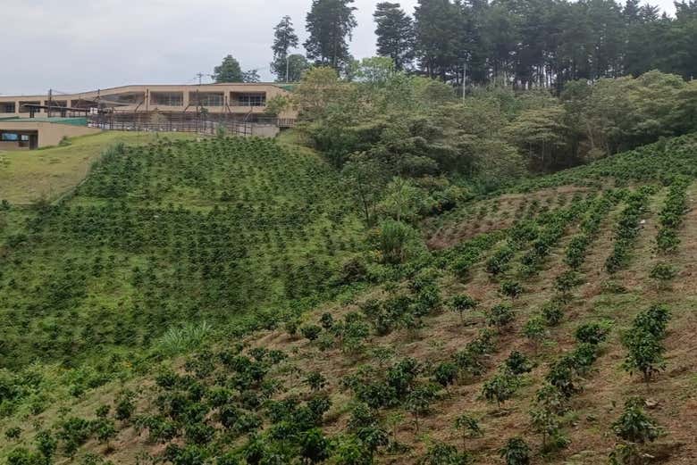 See a coffee farm in Medellín