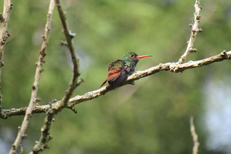 Veremos diferentes aves autóctonas de Antioquia