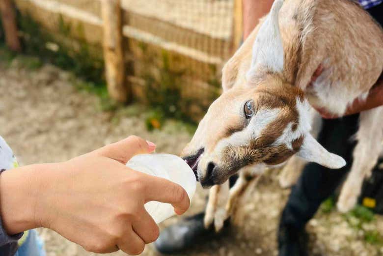 Veremos de cerca a diferentes animales de granja