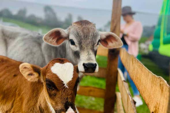 Tour de la leche por los pueblos del norte de Antioquia