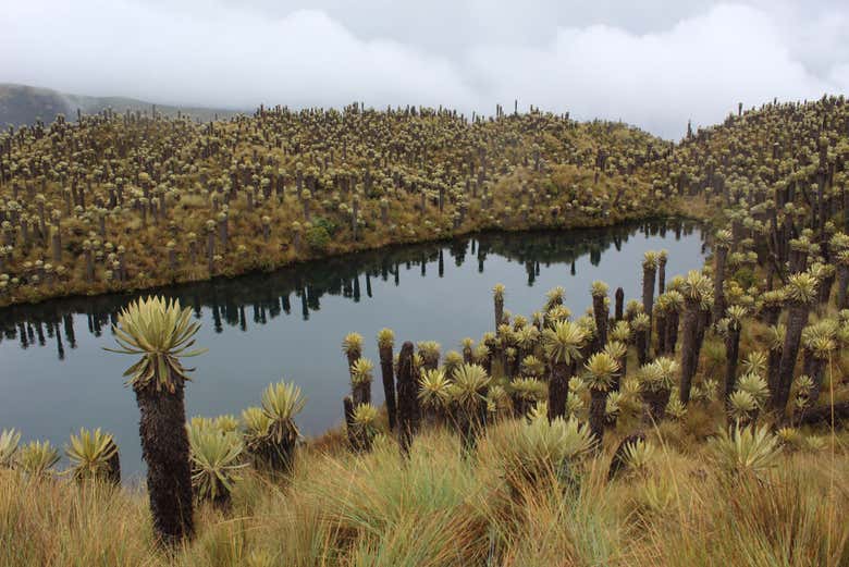 Paisaje de frailejones