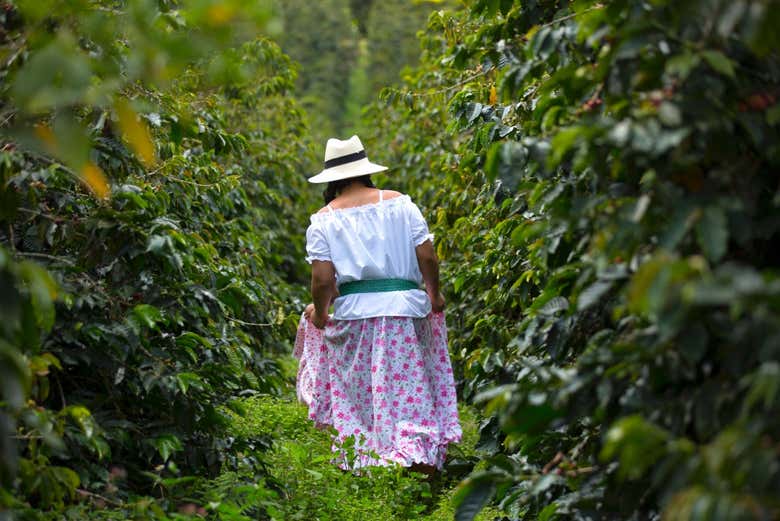 Plantaciones de café