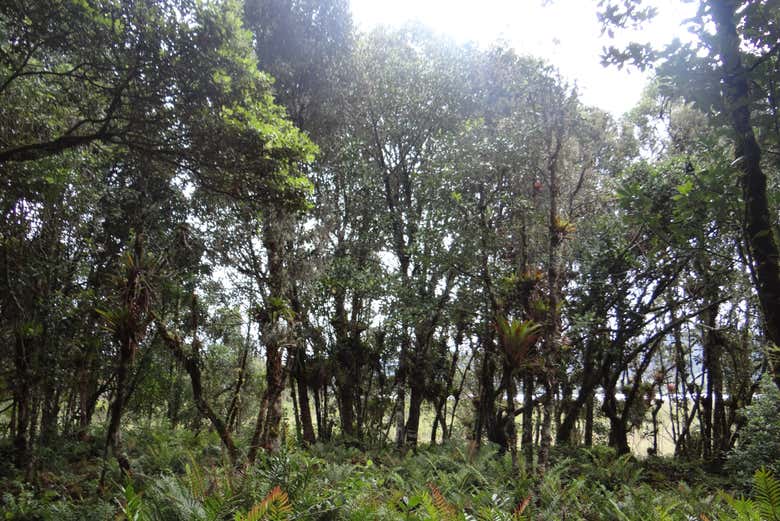 Landscapes of La Cocha Lagoon