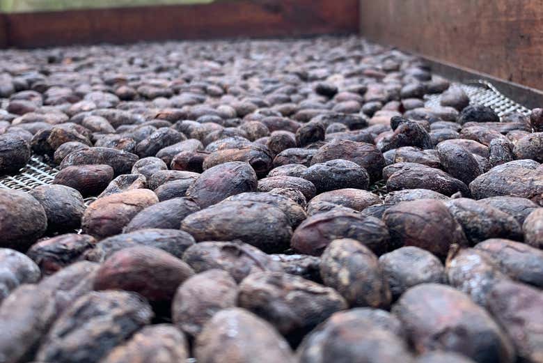 Cocoa pods drying