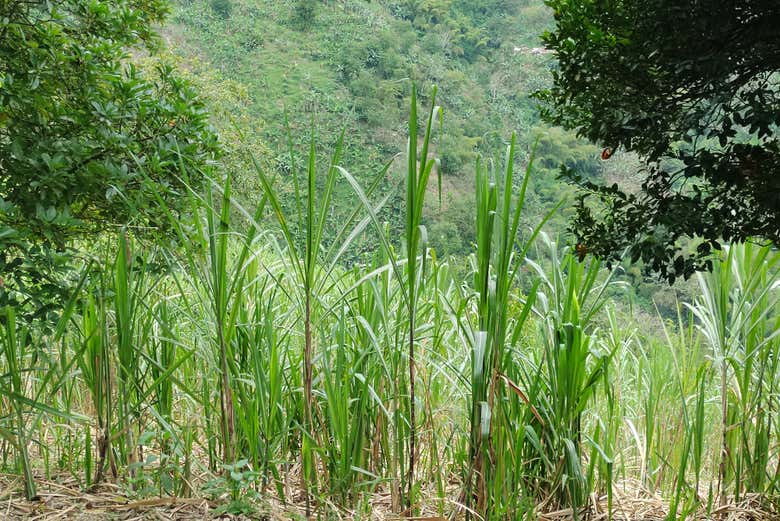 Panela sugar canes