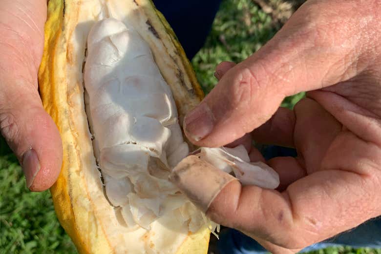 Cocoa pod pulp