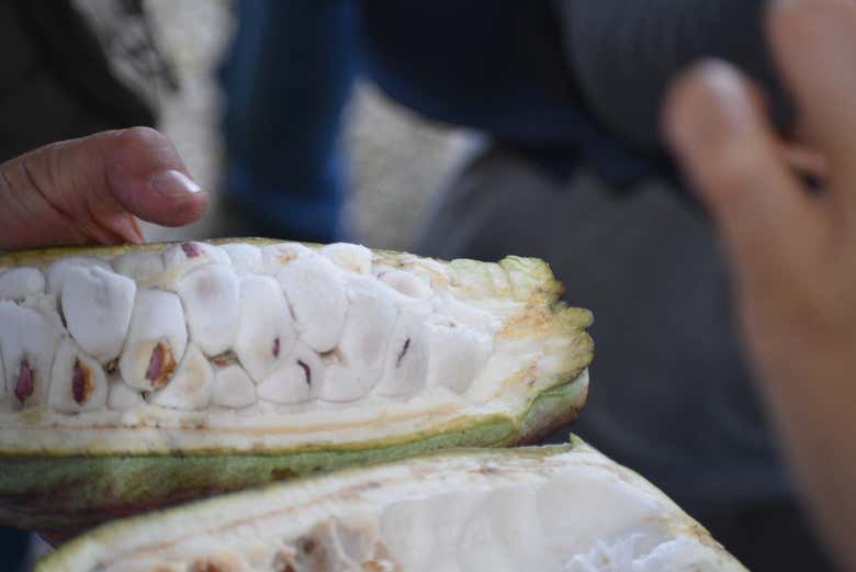 The fruit from which the cacao bean is extracted