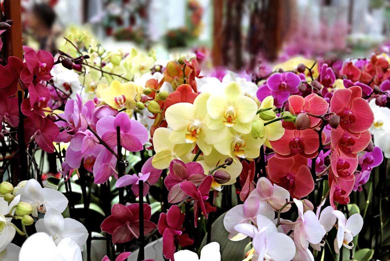 Orchid greenhouse