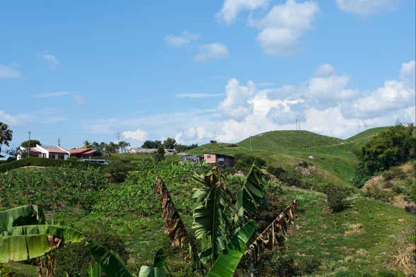 Pereira Tour & Banana Plantation Visit