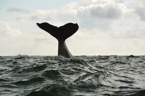 Avistamiento de ballenas en Bahía Málaga