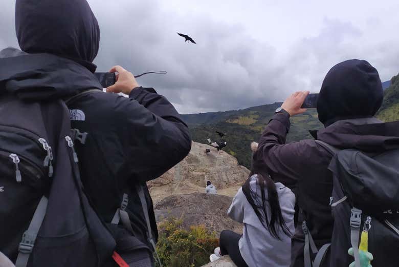 Condor watching