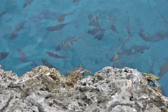 Providencia Snorkelling Tour