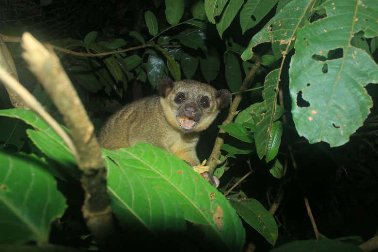 Kinkajú comiendo en un árbol