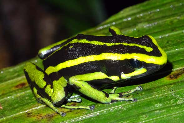 Senderismo nocturno por la selva amazónica