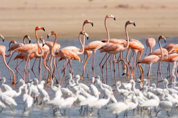 Tour de 2 días por Manaure y el Santuario Los Flamencos